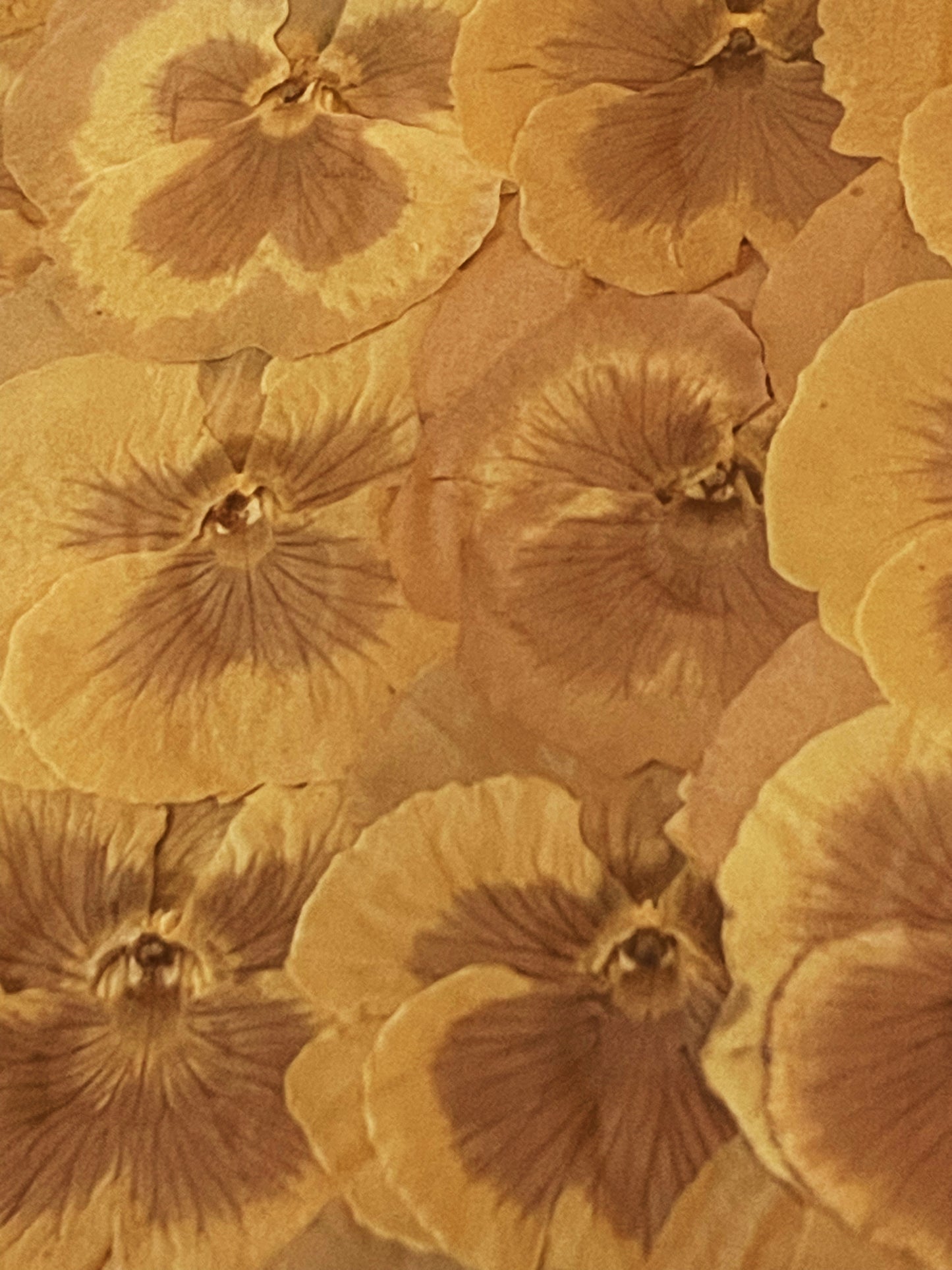 Julie Anne Golden Yellows Dried Floral Artwork
