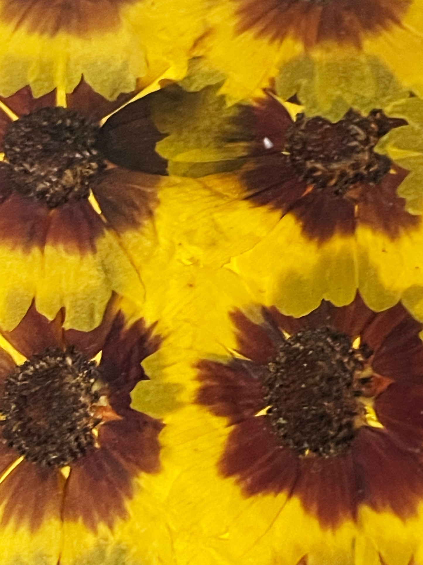 Julie Anne Yellow & Red Floral