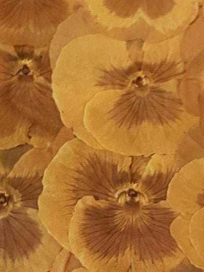 Julie Anne Golden Yellows Dried Floral Artwork