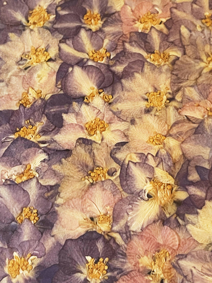 Julie Anne Dried Floral Artwork Violet Purple Yellow