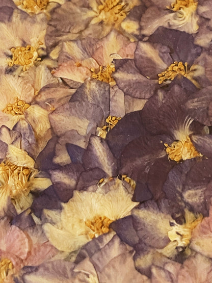 Julie Anne Dried Floral Artwork Violet Purple Yellow
