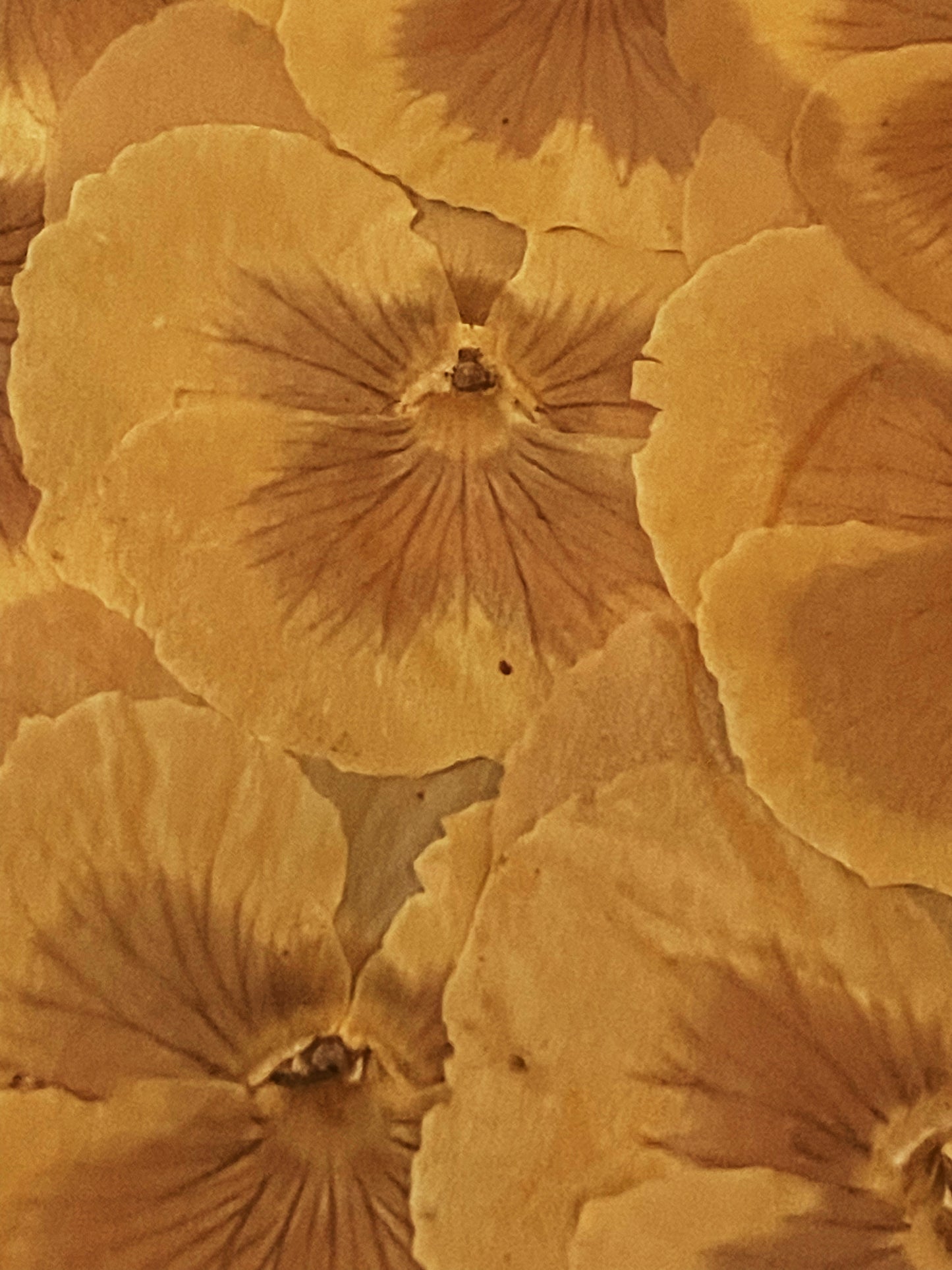 Julie Anne Golden Yellows Dried Floral Artwork