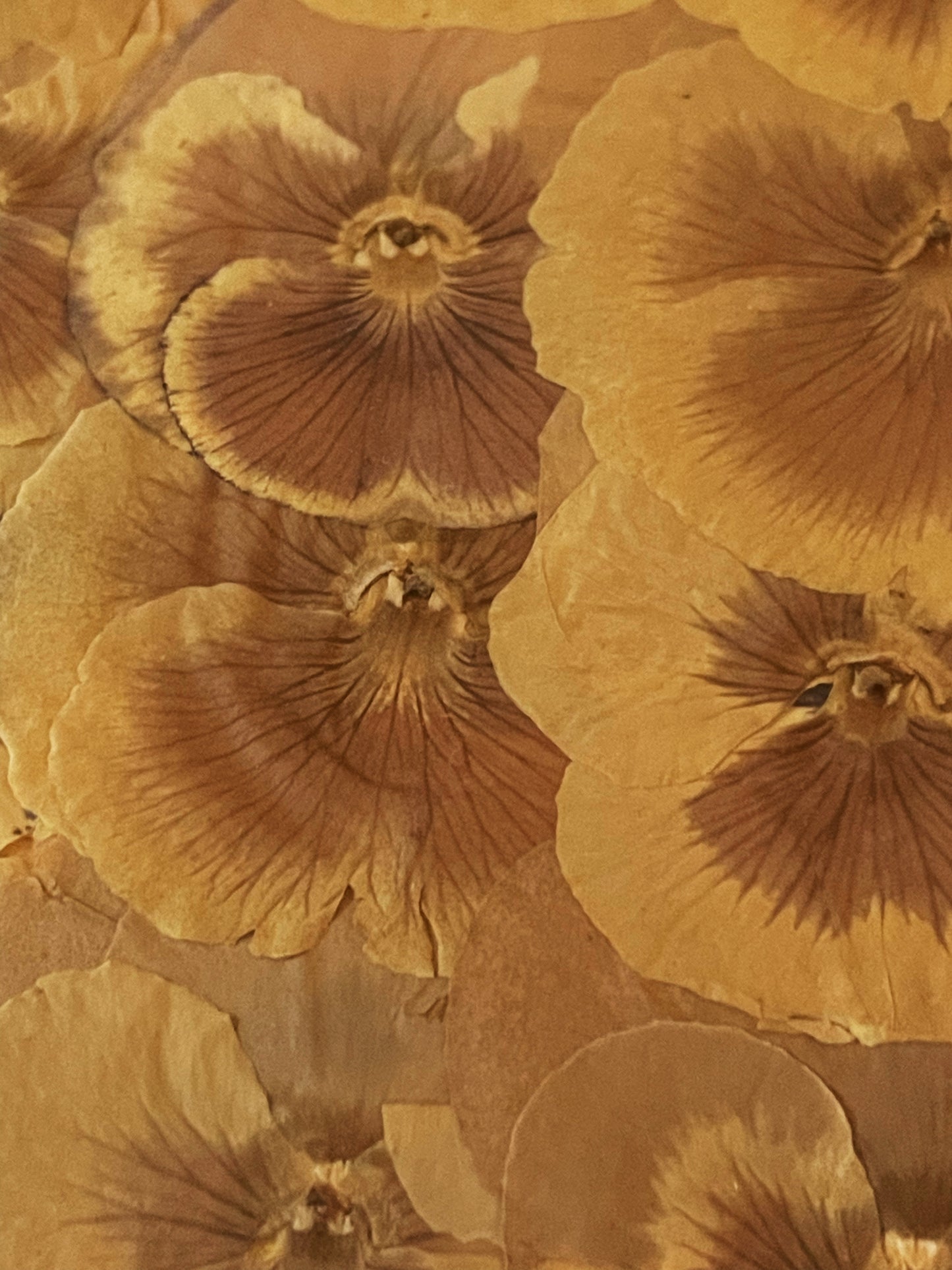 Julie Anne Dried Florals in Yellows Gold Artwork