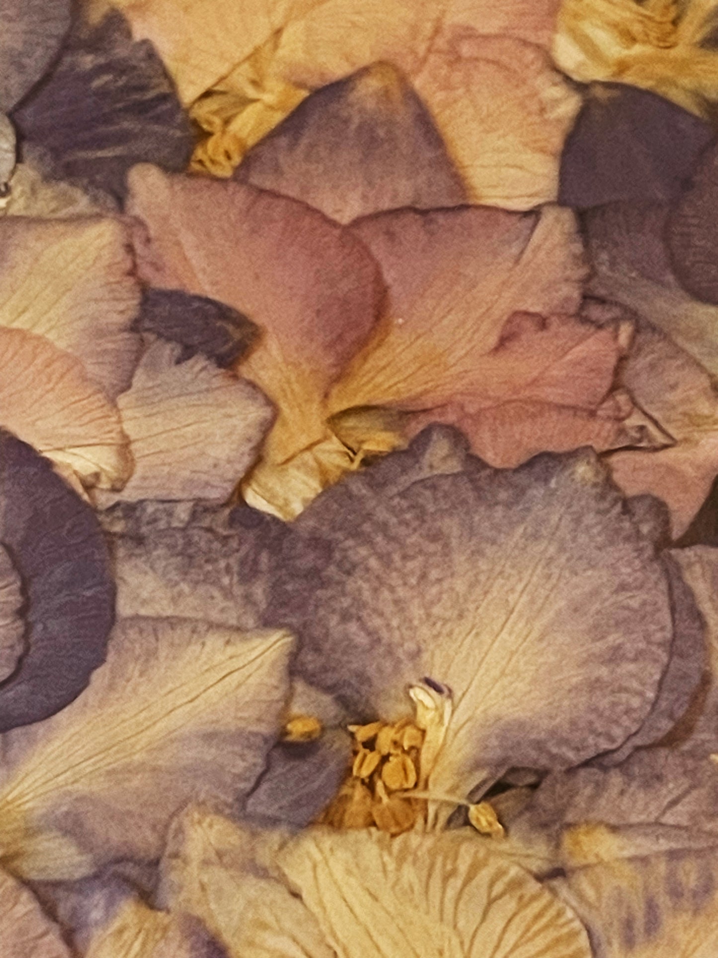 Julie Anne Pink & Purple Floral Art