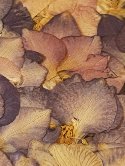 Julie Anne Pink & Purple Floral Art